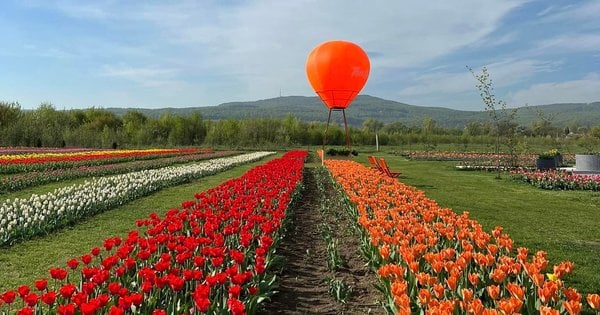 Дизайнерку парку Vengreenery на Буковині оштрафували за самовільно захоплені землі