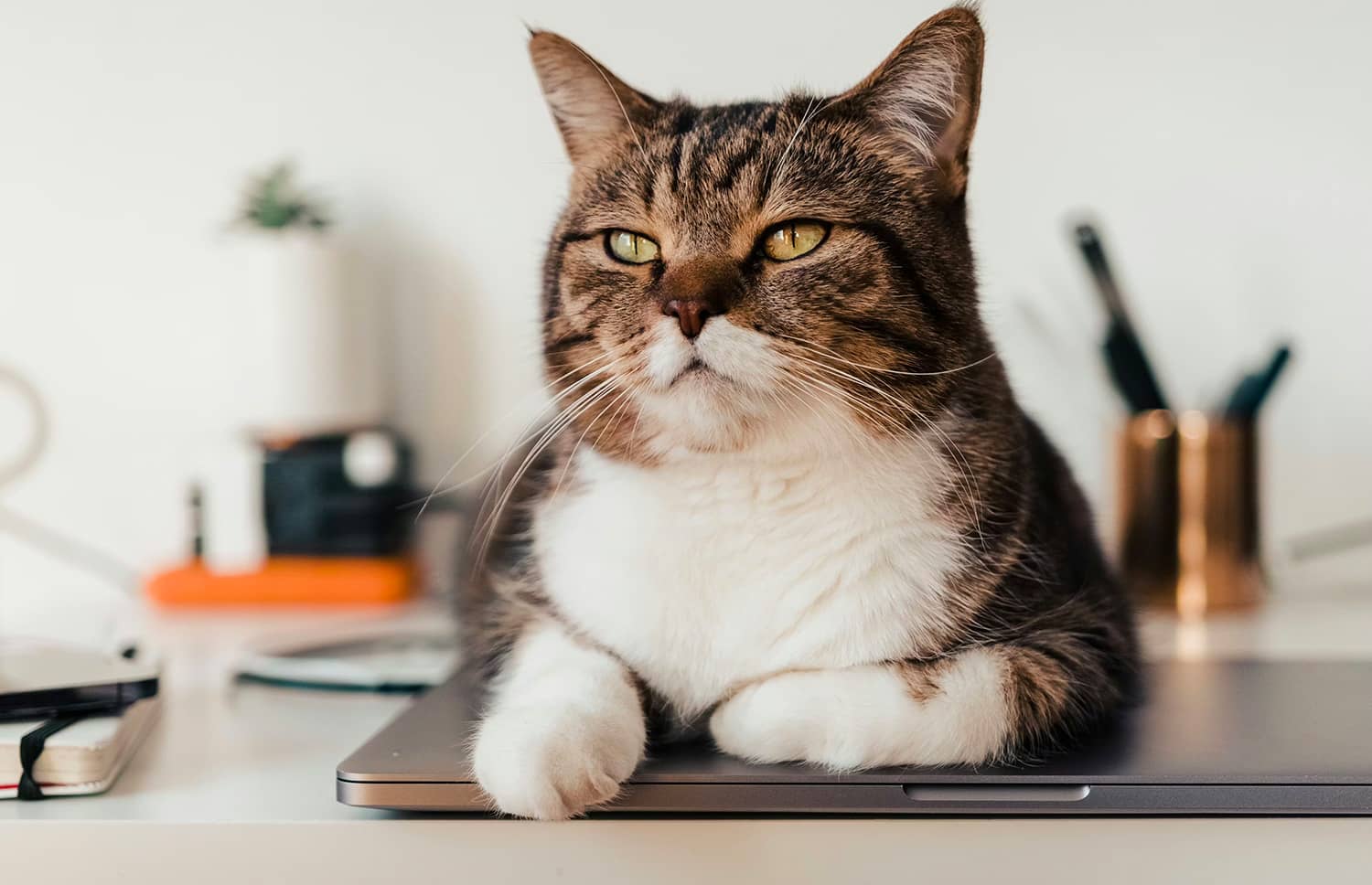 Для Mac вийшов застосунок Cats Lock, який захищає клавіатуру від …