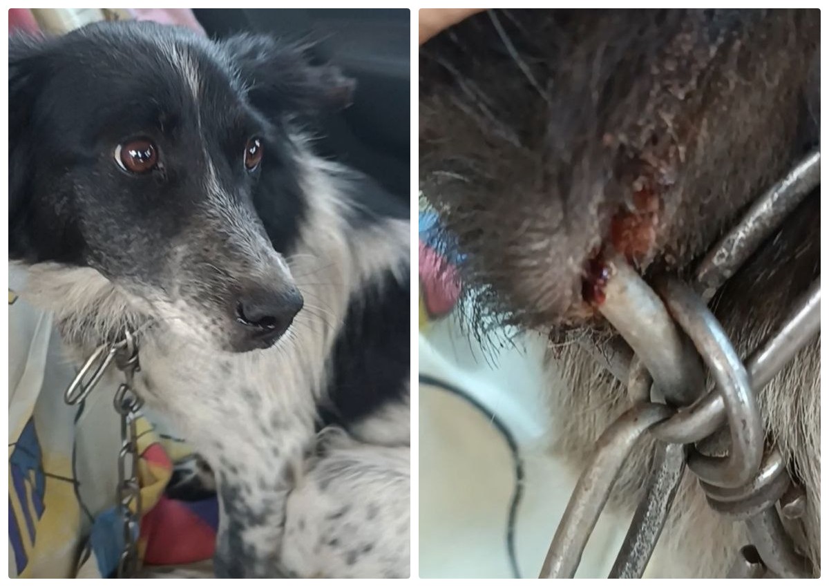 Дніпровська зооволонтерка врятувала собаку, якого довгий час тримали на ланцюгу