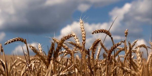 Дніпропетровщина під загрозою втрати врожаю: заморозки вдарили по садах