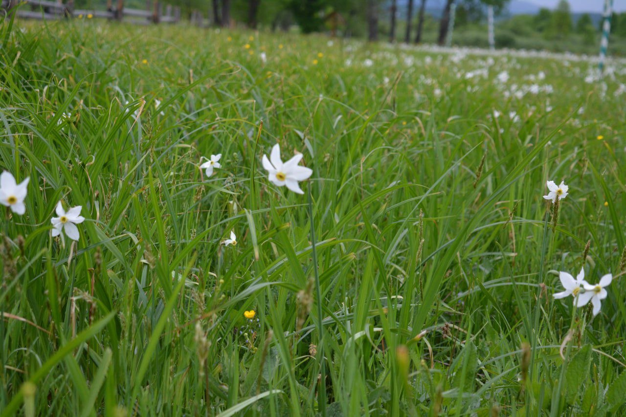 Долина нарцисів починає розквітати