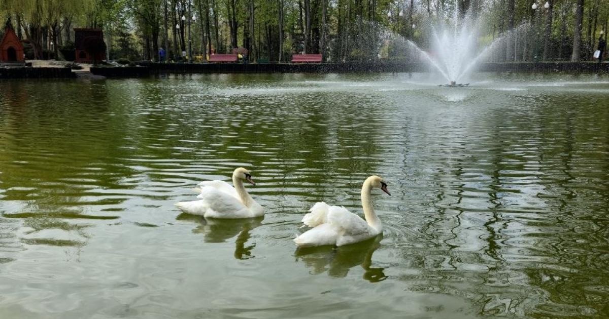 До Центрального парку Харкова повернулись лебеді