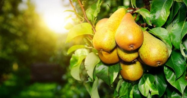 Дієтологи назвали 9 продуктів, у яких клітковини значно більше, ніж …