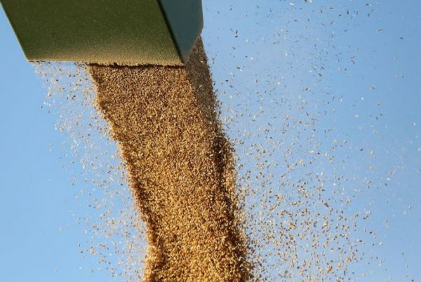 Експортні ціни на пшеницю нового врожаю зросли на 2–4 $/т