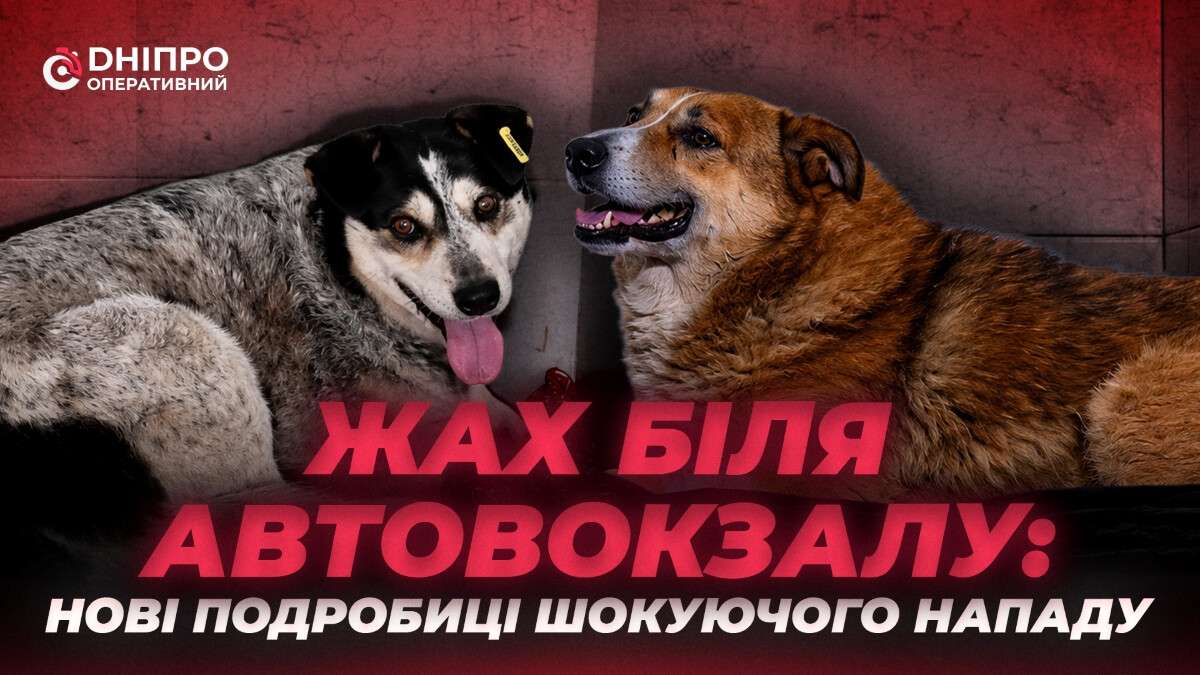 Жорстоке каліцтво собак у Дніпрі біля автовокзалу: у якому стані …