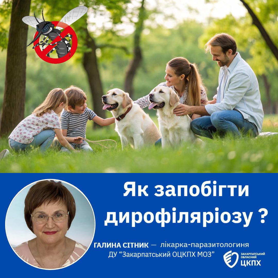 Закарпатців попереджають про небезпечний дирофіляріоз