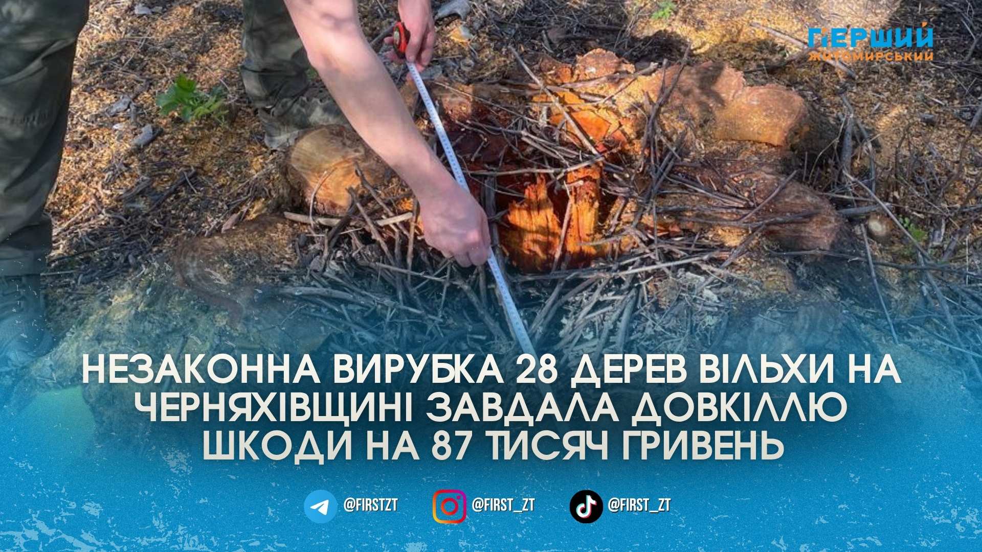 Залишили самі пеньки: у Черняхівській громаді «чорні лісоруби» спиляли вільхи …