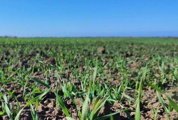 Заморозки не завдадуть критичної шкоди агросектору Миколаївщини