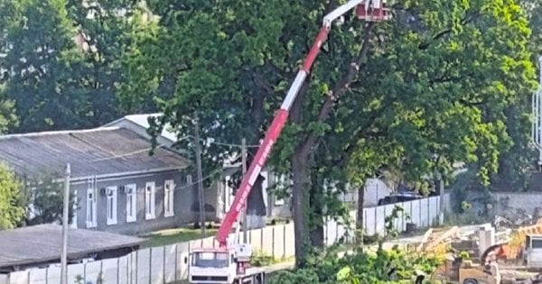Замість зрубаних дерев забудовник пообіцяв меру Франківська висадити алею дубів