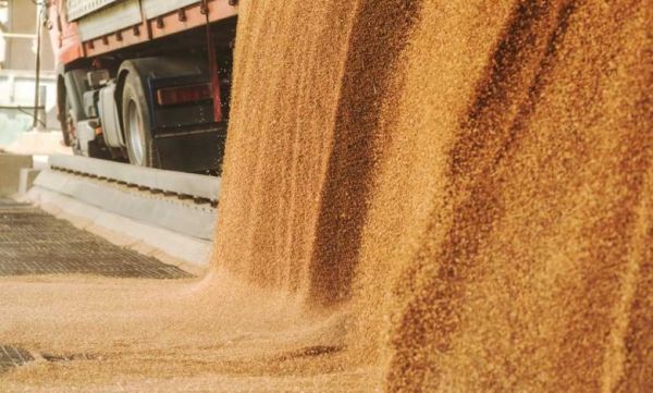 Запаси зерна в Україні на 60% більші, ніж торік — …