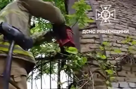 Застряг у металевому паркані: у Рівному врятували кота (ВІДЕО)