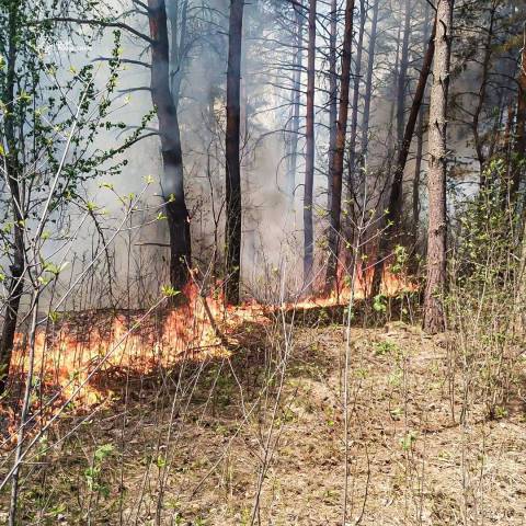 За добу на Львівщині зафіксували понад 60 пожеж сухостою