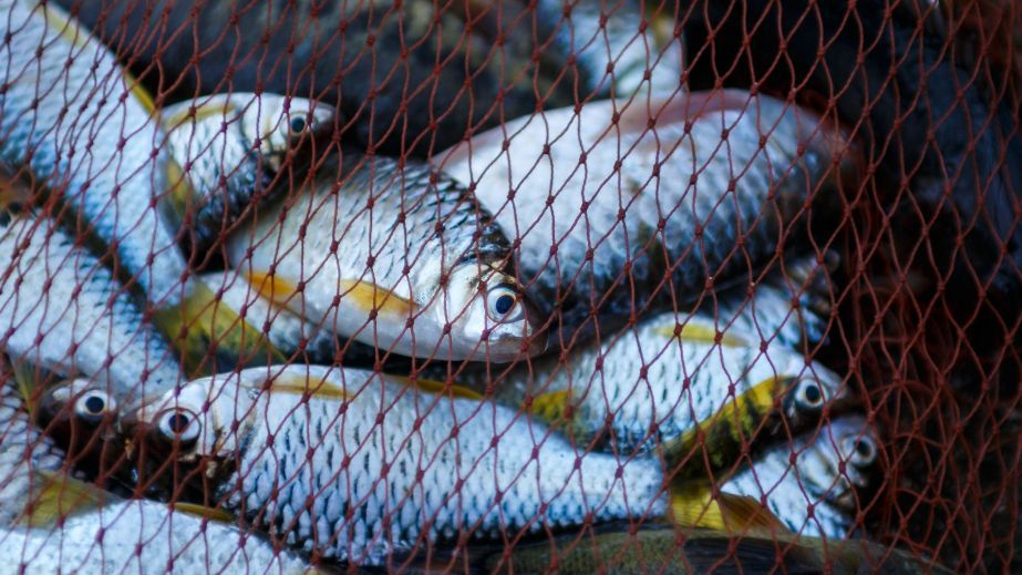 Збитки на 2,8 млн грн: на Кіровоградщині судитимуть серійного браконьєра