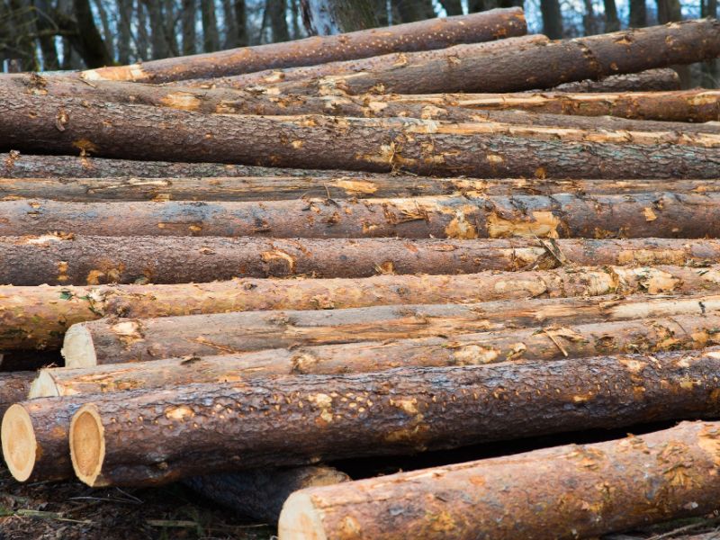 Збільшення заготівлі та відкритий продаж лісопродукції на біржових торгах забезпечили …