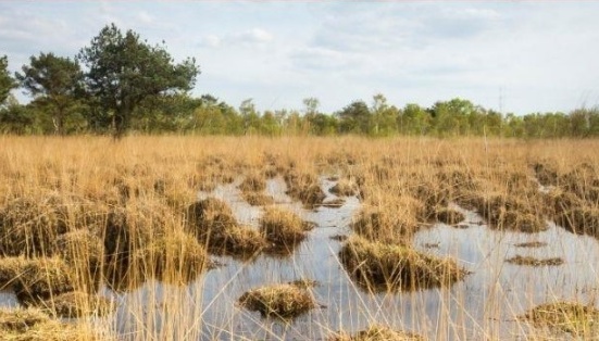 В Україні вводять нові обмеження щодо земель з торфовищами