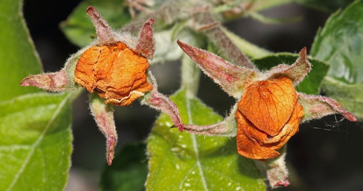 Знищує до 90% врожаю: підступний жук почав атакувати українські сади