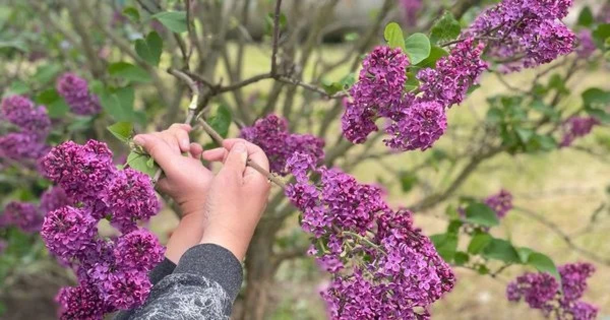 Зривали бузок: чоловік на Черкащині відкрив стрілянину по дітях
