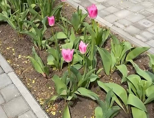 Зі скверу в Миколаєві вкрали майже 70 тюльпанів (відео)