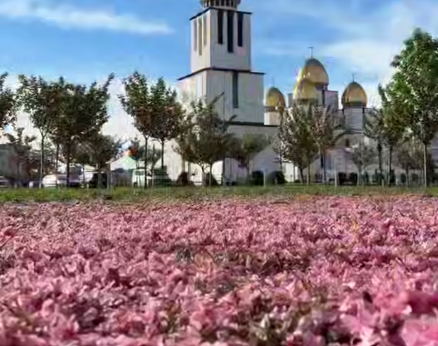 Рожевий рай у Львові: вулиці вкрилися казковим килимом із пелюсток …