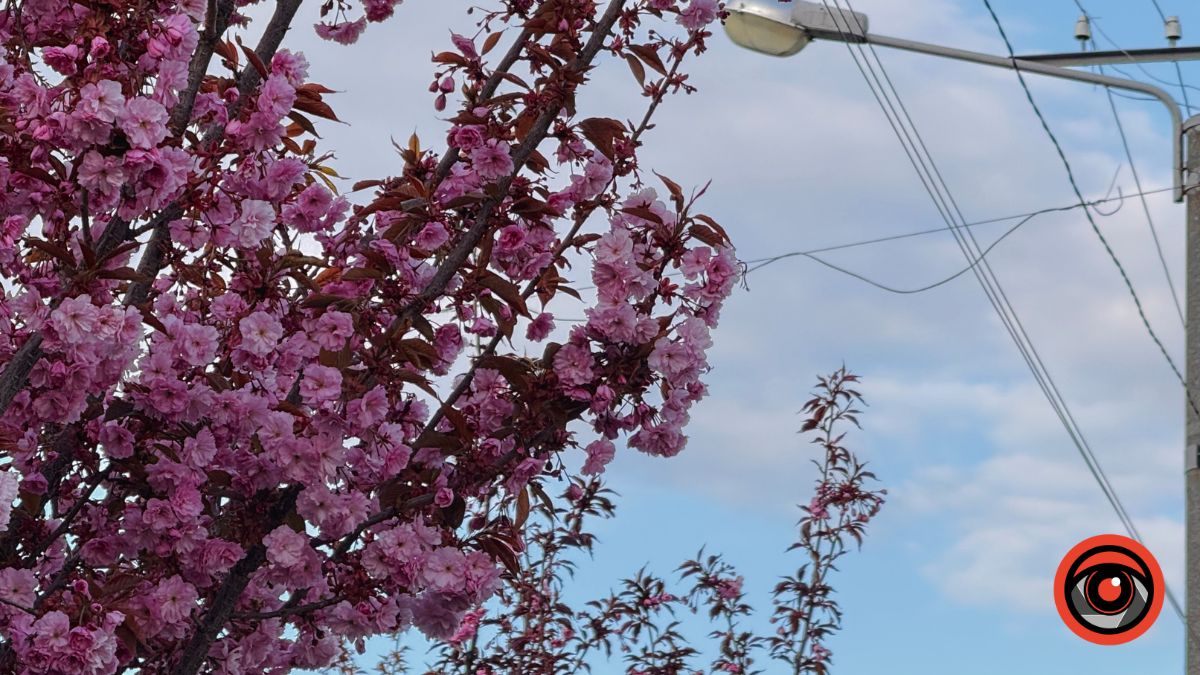 Калуш у рожевому цвіті: місто накрила хвиля сакур | ФОТО