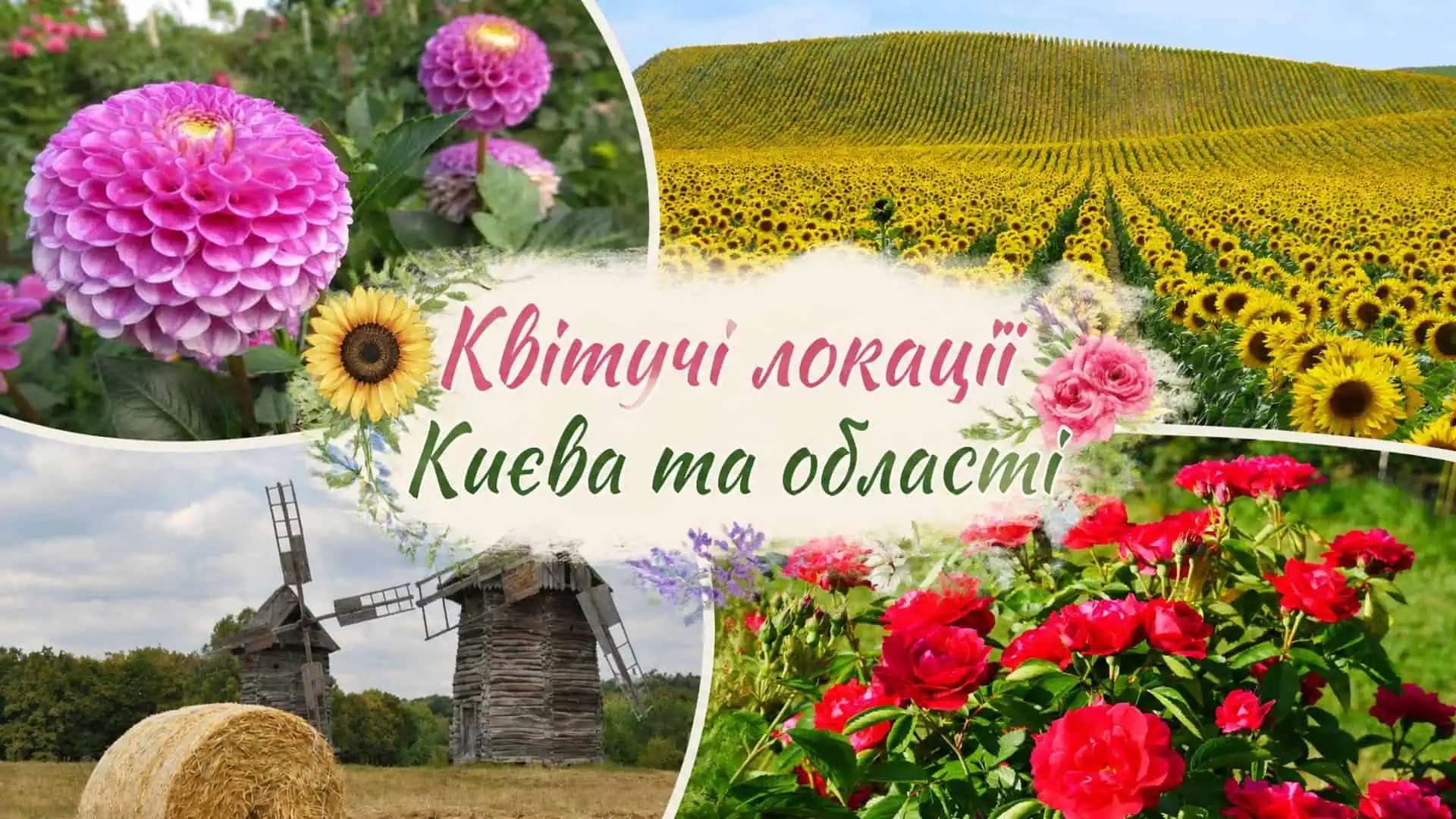 Квітучі куточки Києва й області влітку — 7 рослин і …
