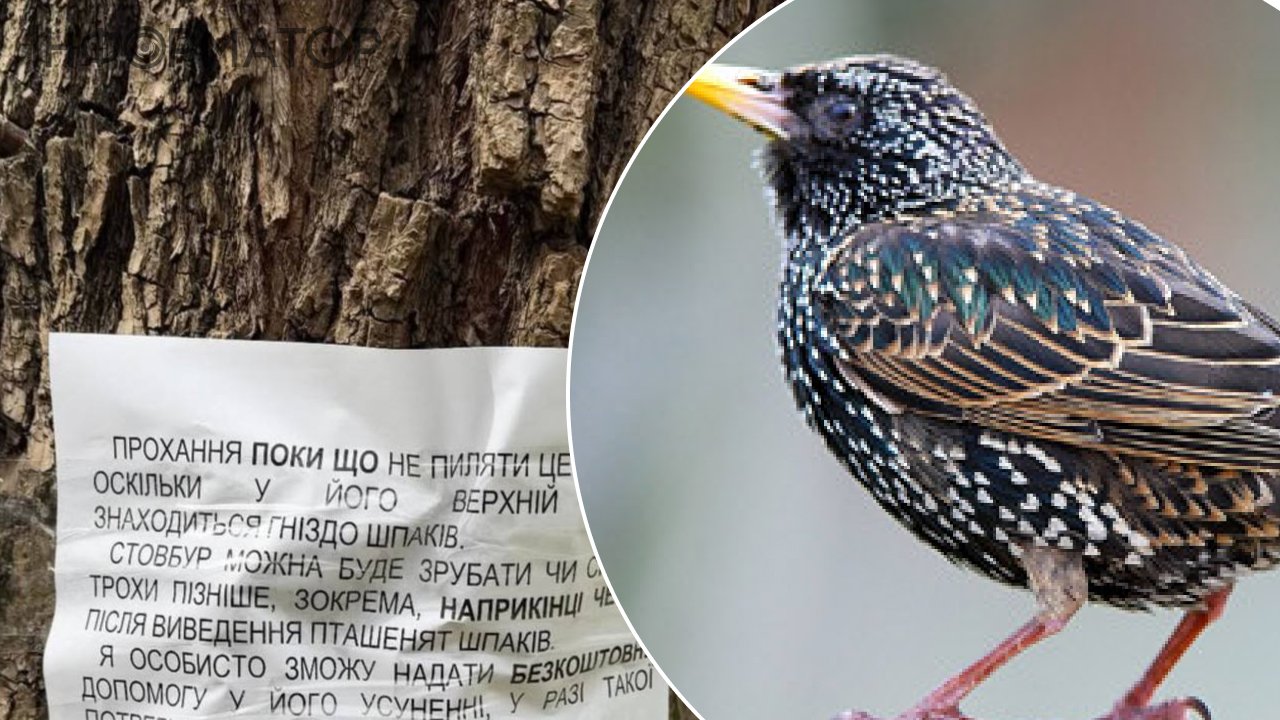 Киянин Геннадій захистив гніздо шпаків від пилки комунальників - і …