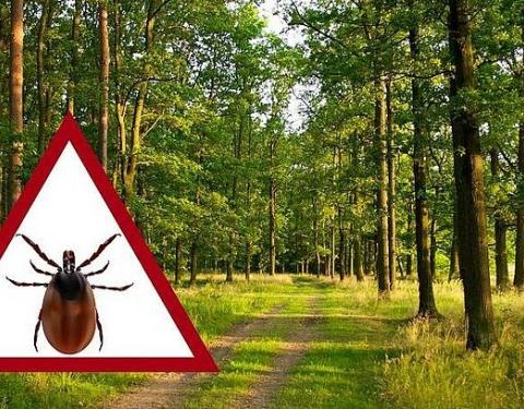 Кліщ уже присмоктався? Ці помилки роблять майже всі — і …