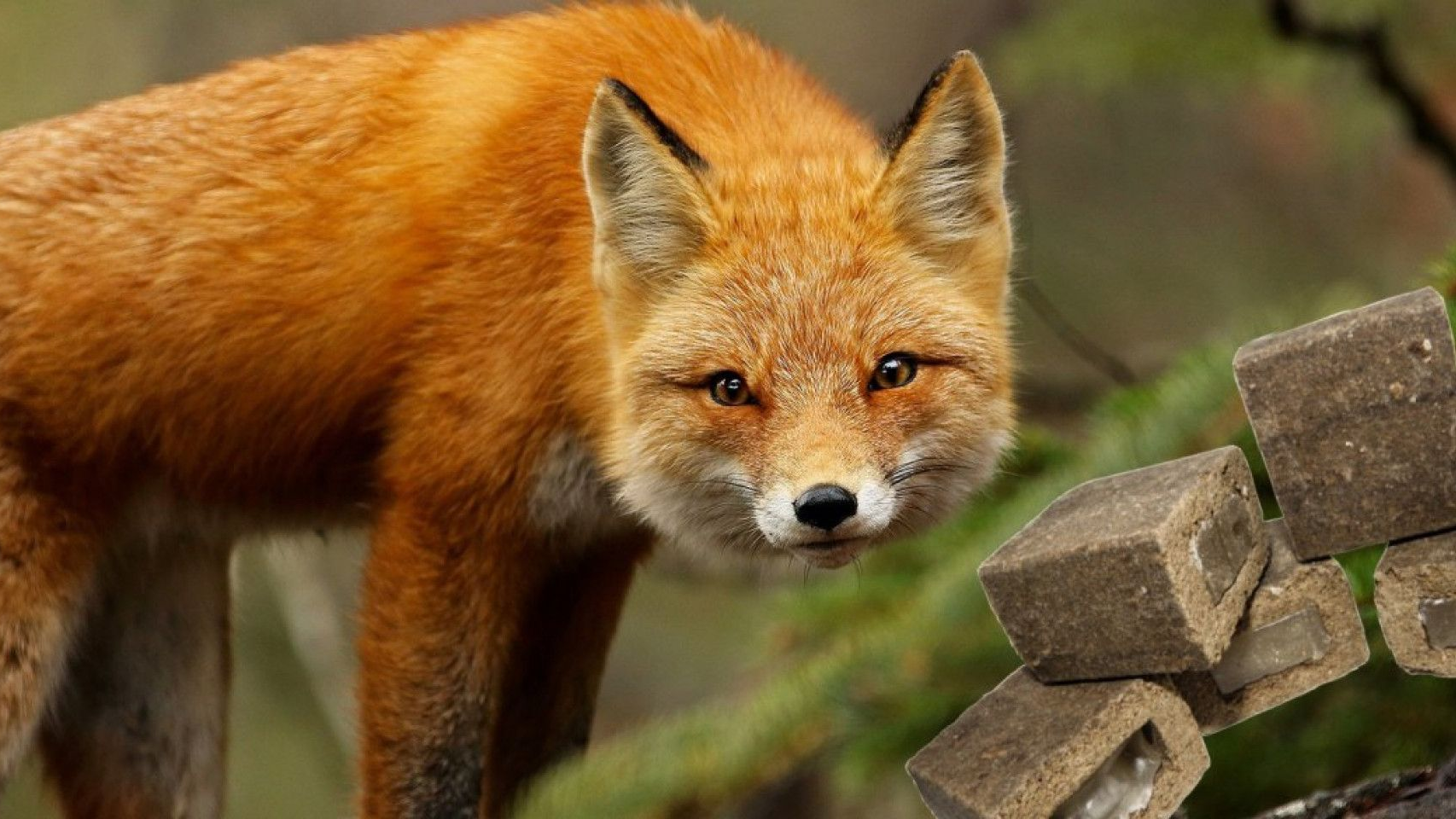 Коли на Волині розпочнуть вакцинацію диких тварин проти сказу