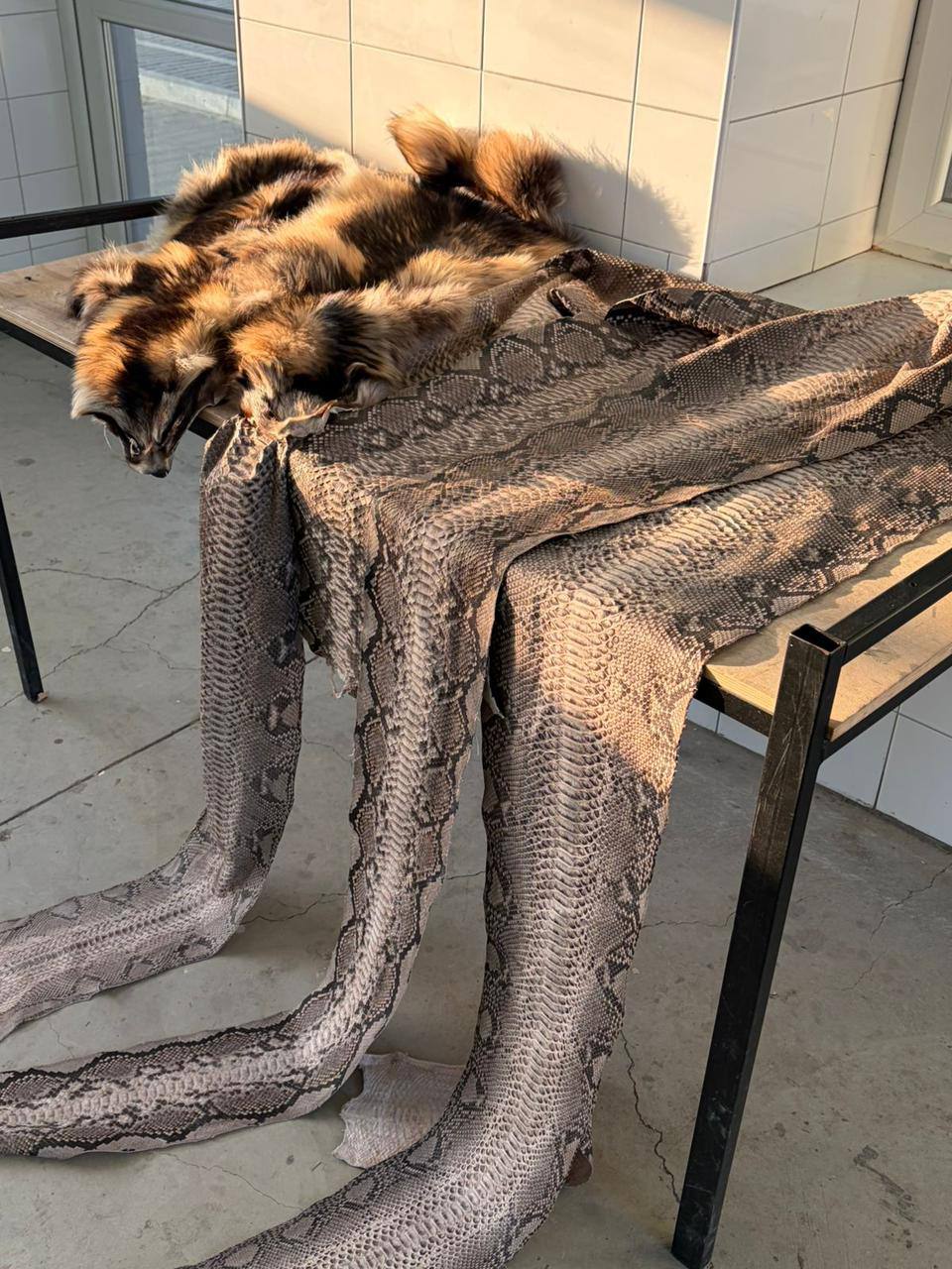 Контрабанда під прикриттям: на кордоні з Румунією вилучили шкури екзотичних …