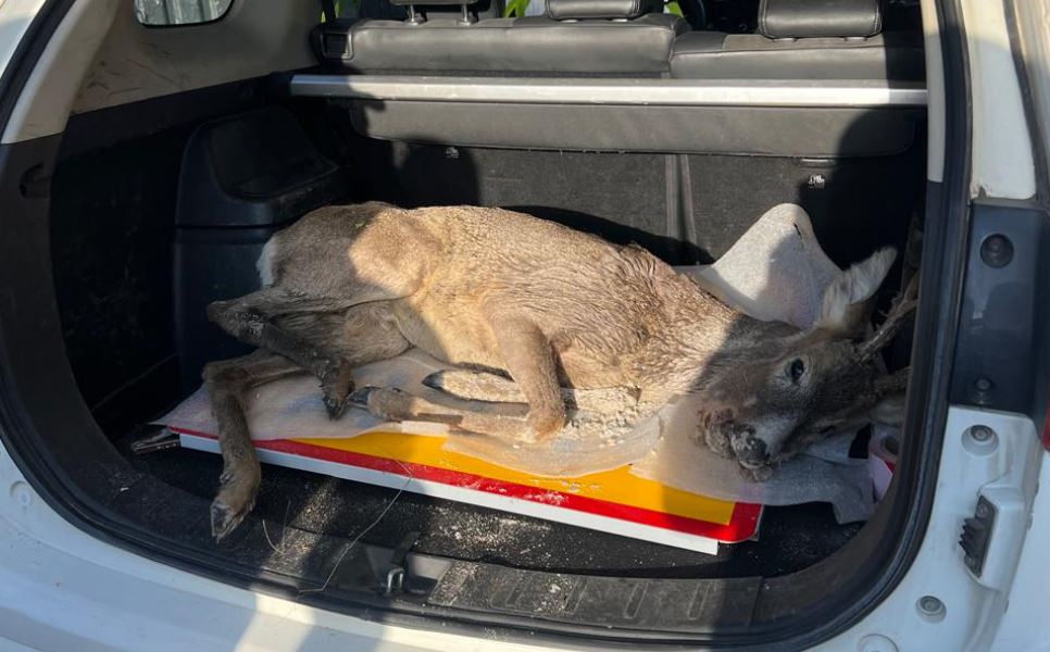 Косулю з розтрощеною щелепою виявили на городі в селі біля …