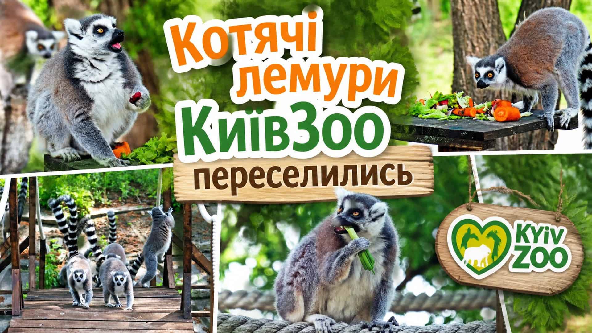 Котячі лемури КиївЗоо переселились на літні острови з новим фітнесом