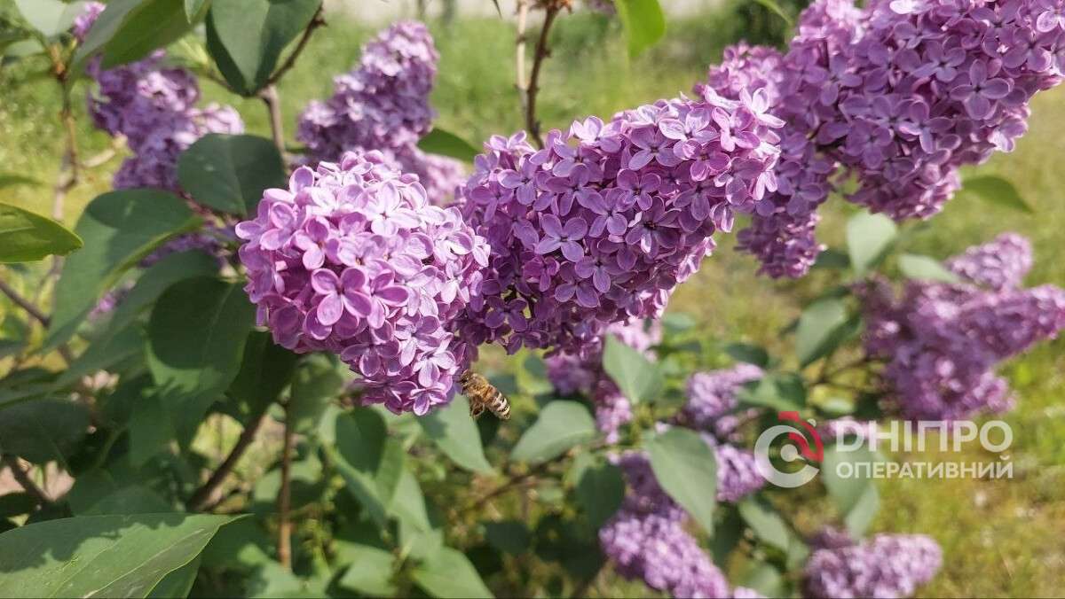 Коштовний весняний настрій: дніпрянам загрожує чималий штраф за зірваний бузок