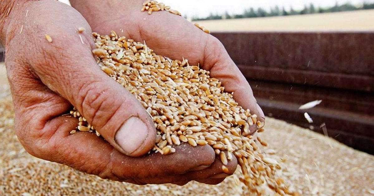 Крадене українське зерно: ізраїльський імпортер заявив про відмову через загрозу …