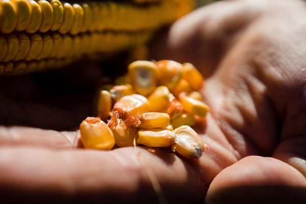 Кукурудза в Україні продовжує дорожчати: які ціни в портах