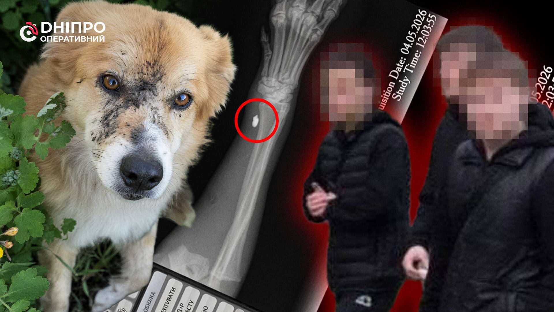 Кулі в лапах і страх у сусідів: що відомо про …