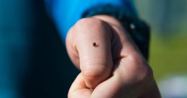 Лише один предмет: лісники розкрили простий трюк захисту від кліщів