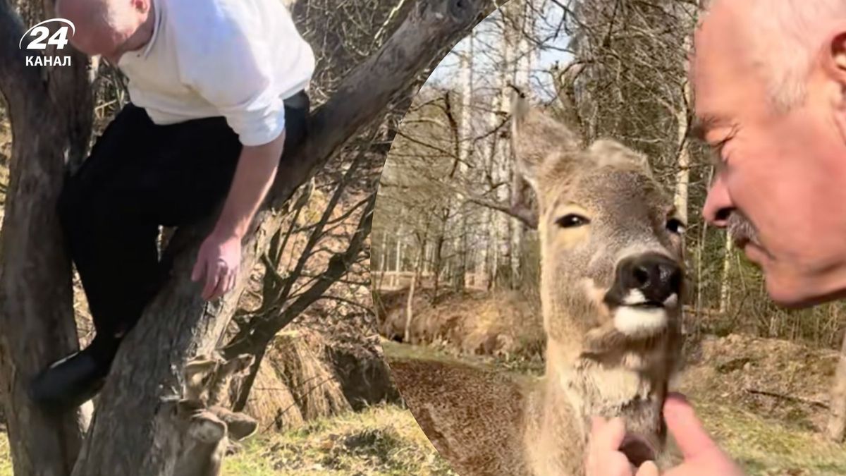 "Любить, але нападає": як козуля з Івано-Франківщини стала зіркою мережі
