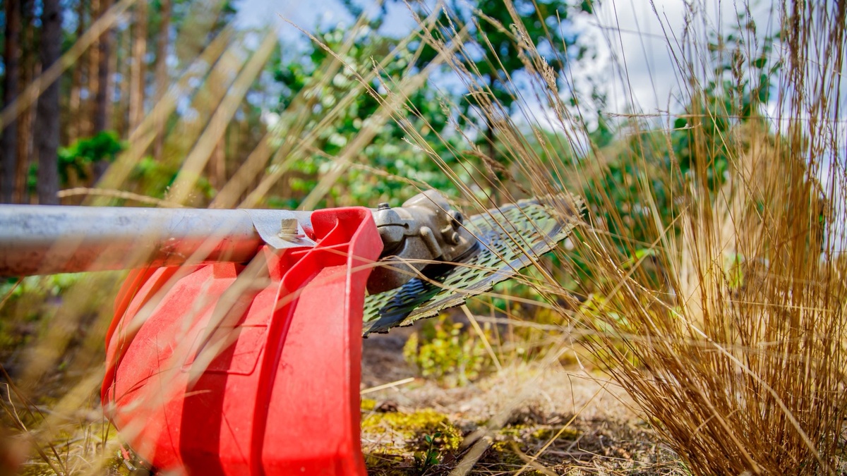 "Ліси України" у 2026р. проведуть догляд за лісовими культурами на …