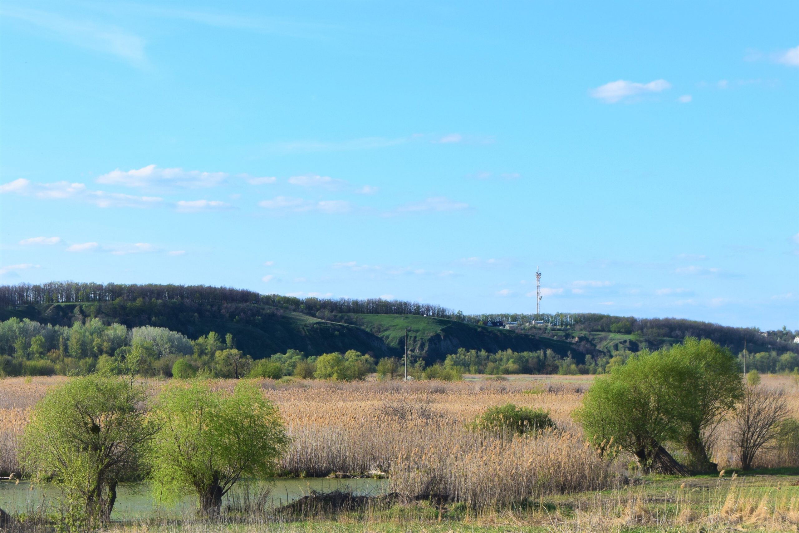 Ліси Харківщини — під прицілом ворога: скільки десятиліть знадобиться для …