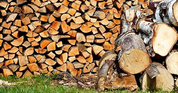 Лісничого з Львівщини покарали штрафом за реалізацію дров за хабарі