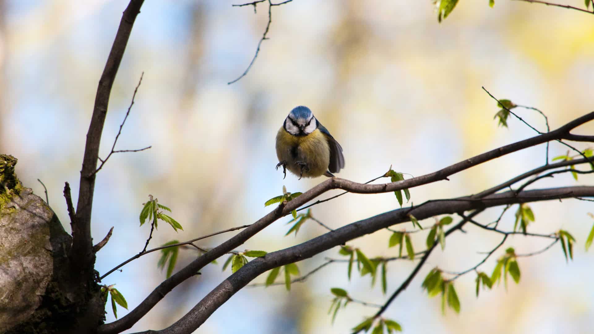 «Лісова енциклопедія» від WWF: як дерева впливають на Київ