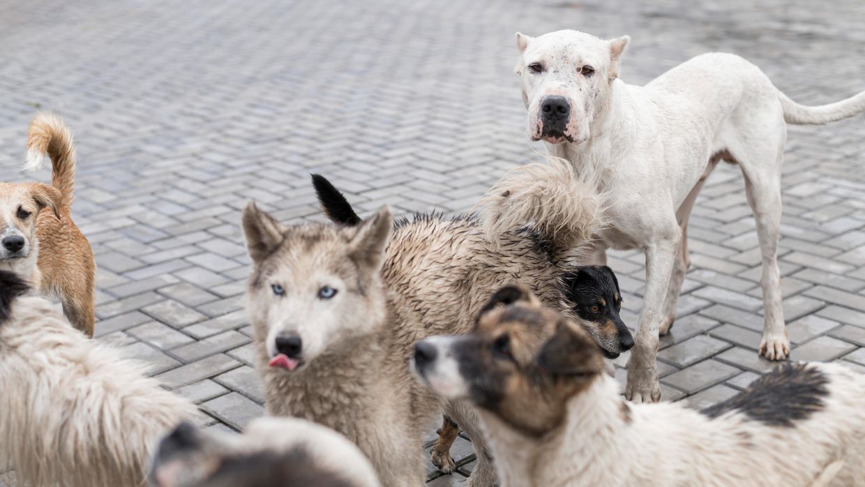 Маріупольці в окупації дедалі частіше скаржаться на напади безпритульних собак