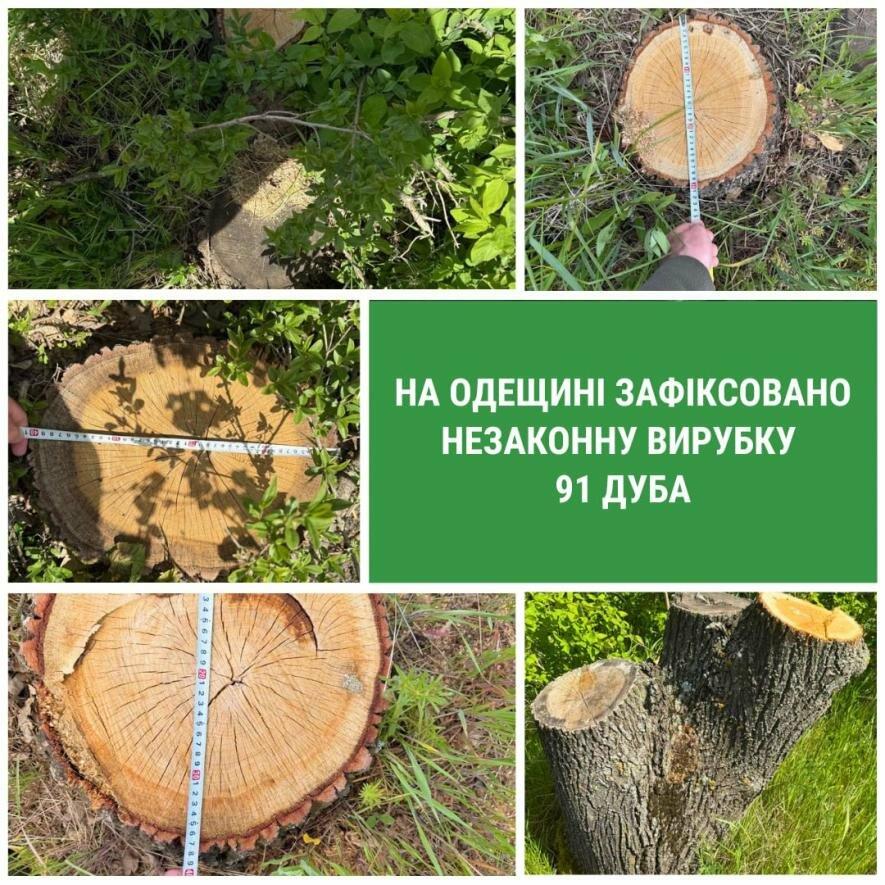 Масова вирубка дубів на Одещині: державі завдали мільйонних збитків