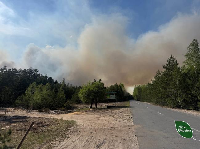 Масштабну лісову пожежу на півночі Рівненщини локалізували пізно ввечері