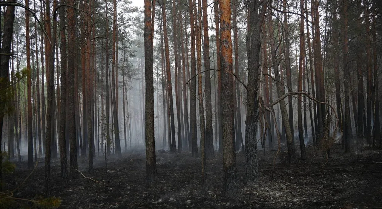 Масштабну пожежу в Поліському заповіднику локалізовано на 500 гектарах - ДСНС