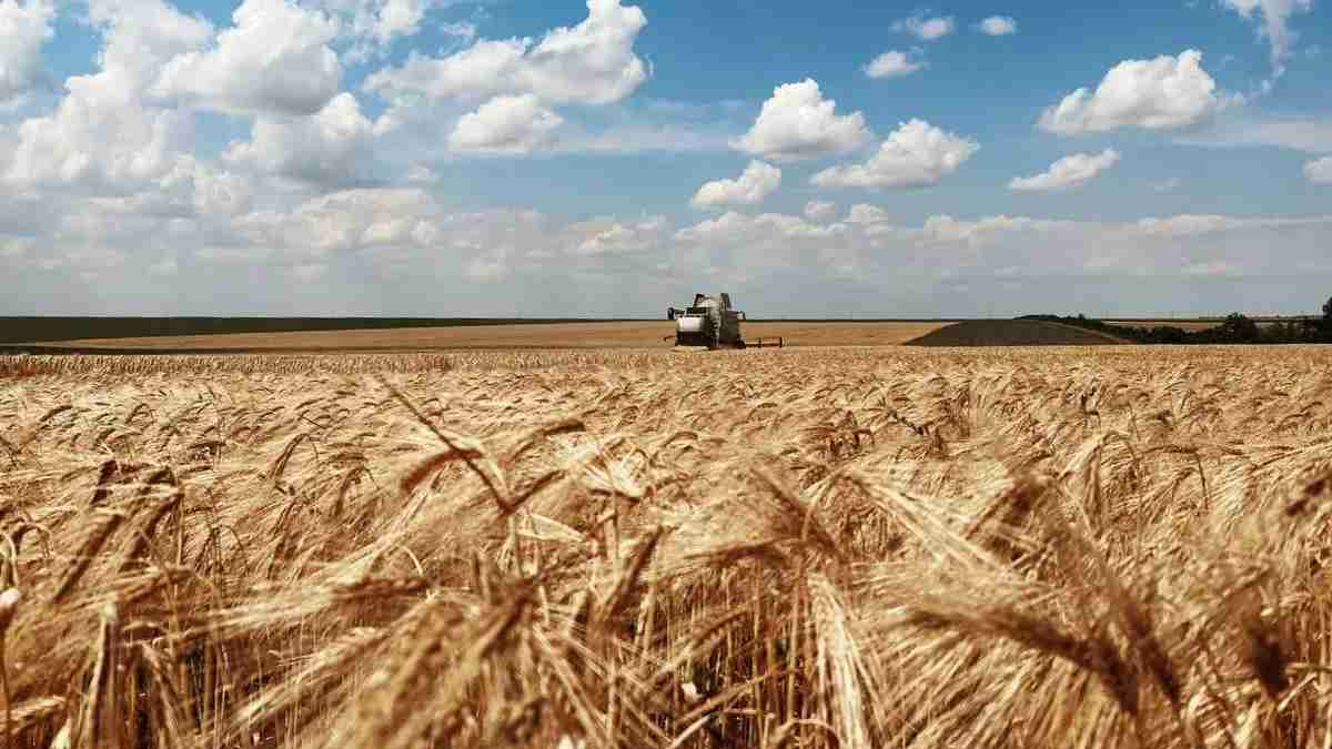Менше зерна, більше гречки та соняшника: чого чекати запоріжцям від …