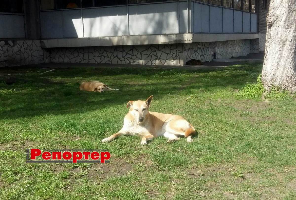 Мешканцям Кам’янського: куди скаржитися на безпритульних собак (є в місті …