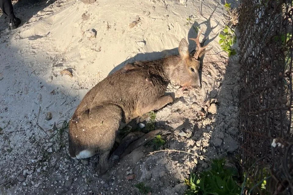 Мешканці Великих Грибовичів врятували косулю