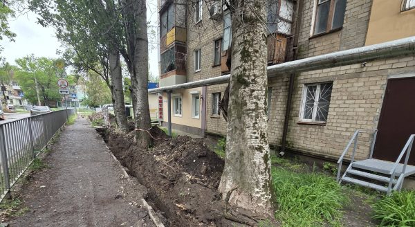 Мешканці Миколаєва б’ють на сполох через аварійні дерева біля багатоповерхівки