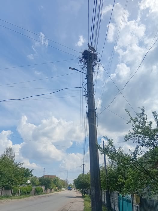 Молоді лелеки на Крошні у Житомирі. ФОТО